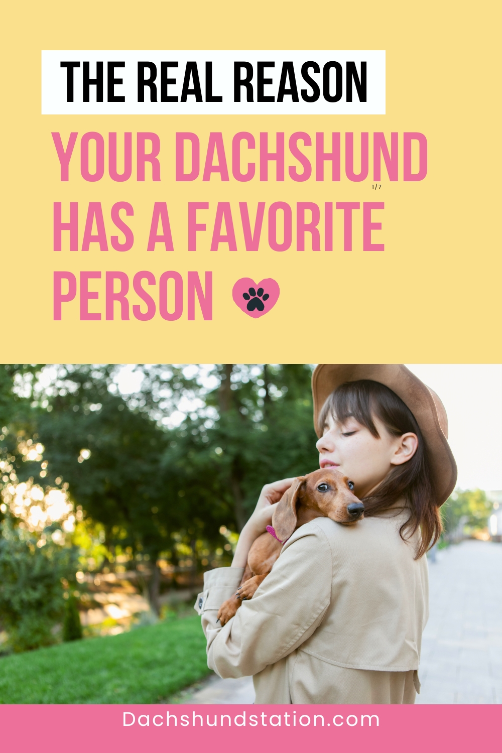 The Real Reason Your Dachshund Has a Favorite Person The Real Reason Your Dachshund Has a Favorite Person