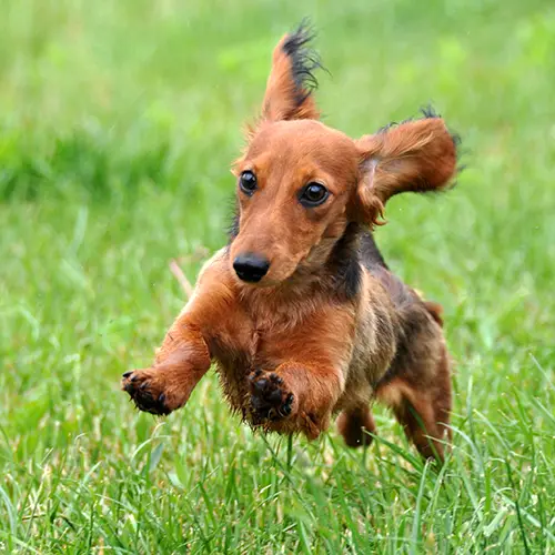 happy dachshund running outside on the grass. happy dachshund running outside on the grass