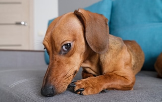Keep A Dachshund Happy In An Apartment