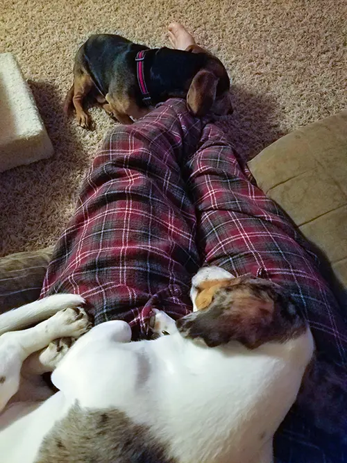 two dachshunds sleeping on their dad’s lap dachshunds choose their favorite person