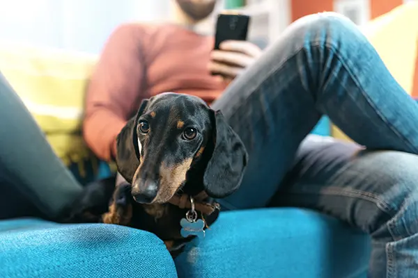 Man using a smartphone and his dog dachshunds choose their favorite person