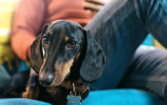 dachshunds choose their favorite person