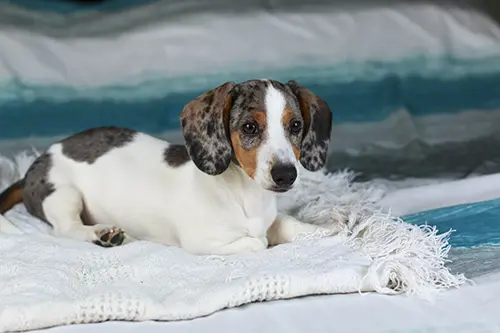 dachshund puppy sleeping 3_sm dachshunds choose their favorite person