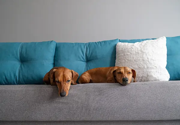 Dachshund and dachshund puppy lying on the sofa. Dog’s life at home. Questions About Dachshunds