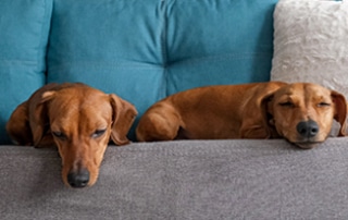Dachshunds Sleep so much