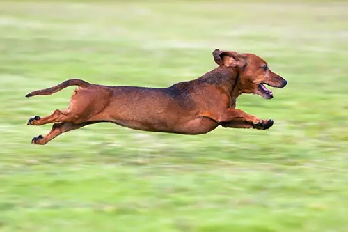 Dachshund running on green grass keep your dachshund healthy