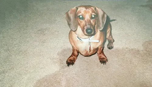 heidi_dachshund_sm 1 dachshunds choose their favorite person