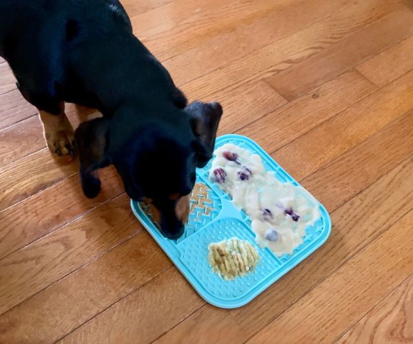 mini dachshund enjoying lick mat for dogs mini dachshund enjoying lick mat for dogs