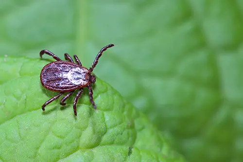 tick on a leaf keep ticks off your dog