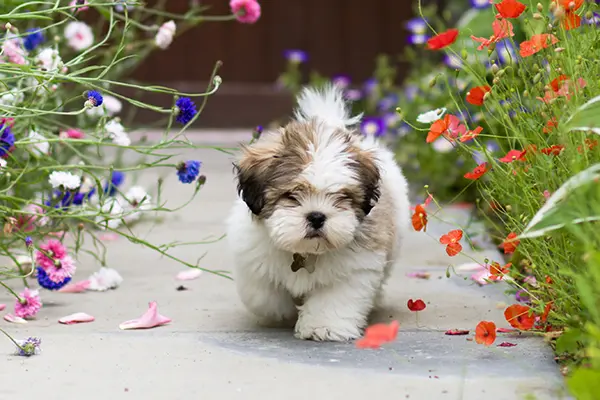 Lhasa apso puppy keep ticks off your dog