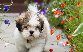 keep ticks off your dog