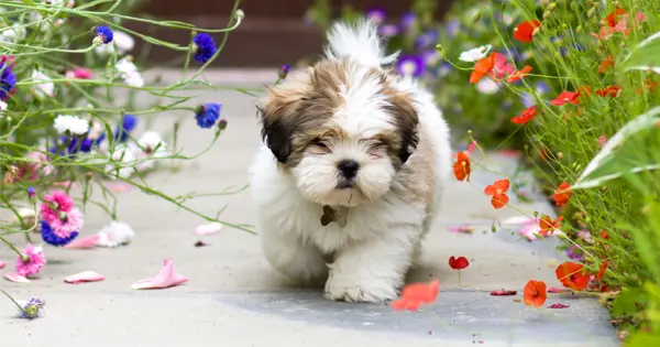 ways to keep ticks off your dog_fbshr ways to keep ticks off your dog