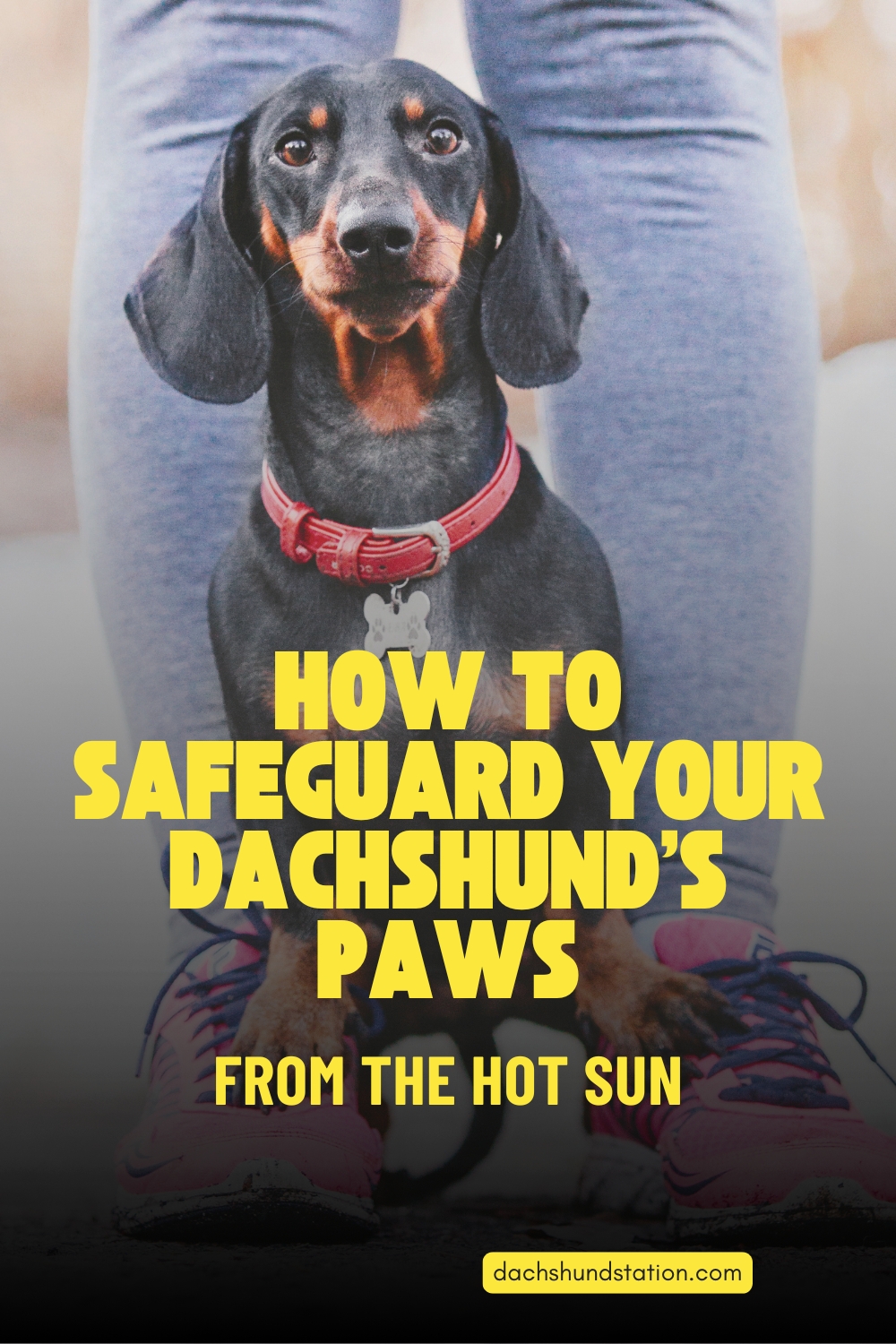 How to Safeguard Your Dachshund’s Paws from the hot sun How to Safeguard Your Dachshund's Paws from the hot sun