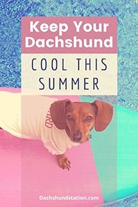 cool dachshund summer