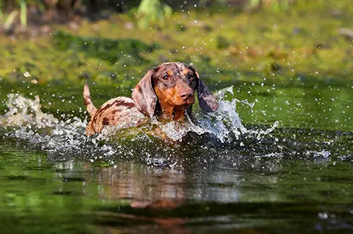 Dachshund swimming in the water Dachshund swimming in the water