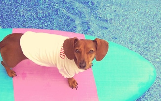 dachshund dog summer