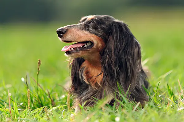 Dachshund Is At Risk For Heatstroke