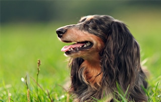 Dachshund Is At Risk For Heatstroke