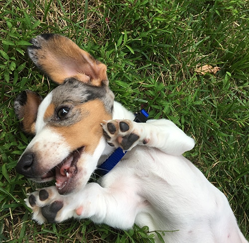 Cute dachshund puppy laying in the grass upside down Cool Your Dachshund Down in Summer