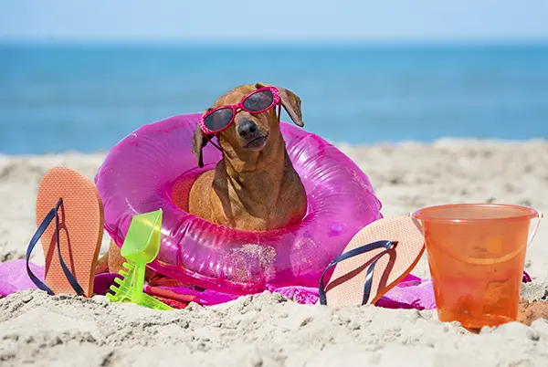 dachshund on beach Protect Your Dachshund From Sunburn
