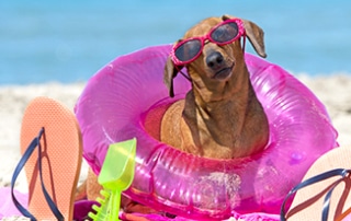Protect Your Dachshund From Sunburn