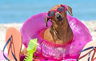 Protect Your Dachshund From Sunburn