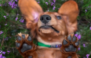 mini dachshund laying down showing their paws on a summer day
