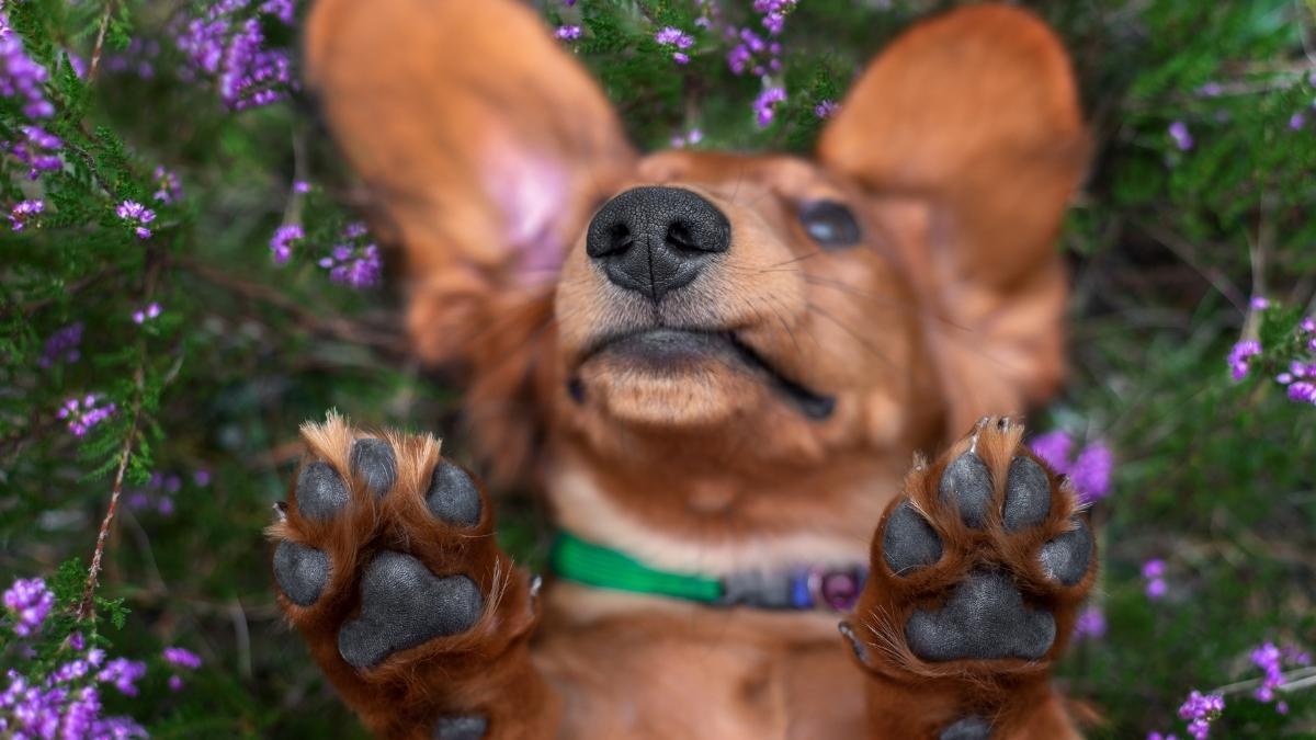 mini dachshund laying down showing their paws on a summer day