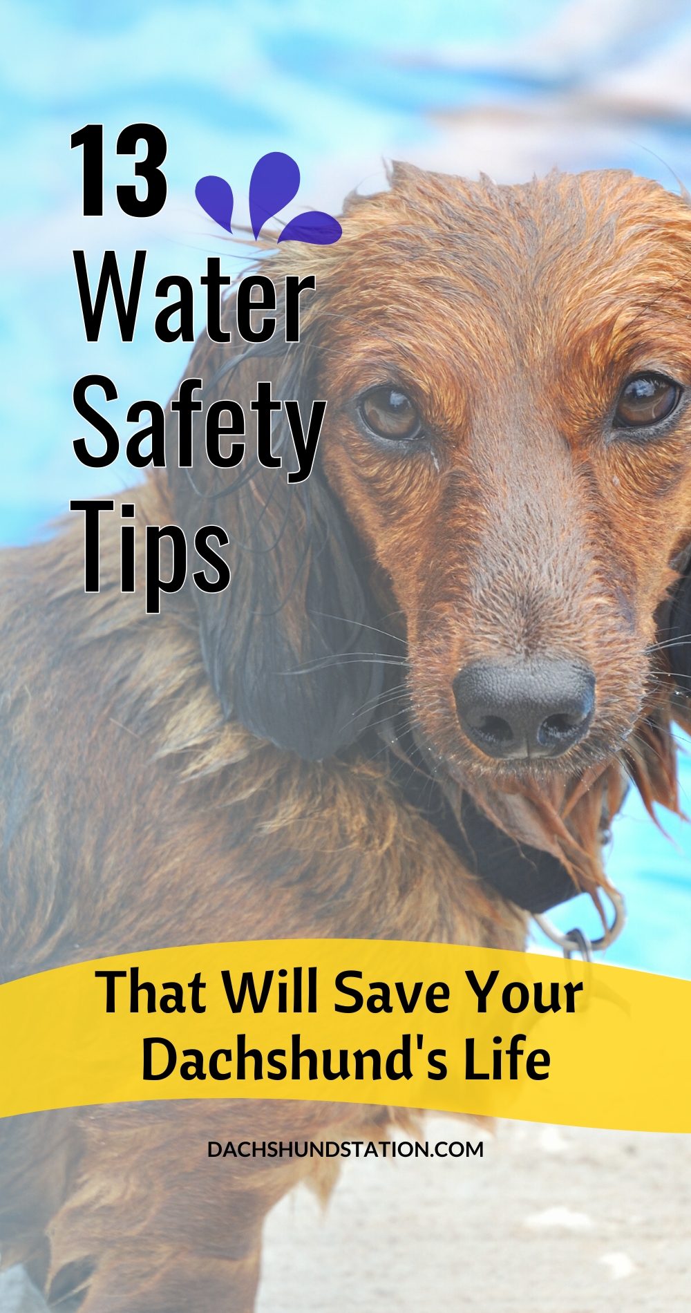 Dachshund water Safety Tips Dachshund water Safety Tips