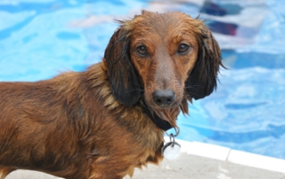 Lifesaving Water Safety Tips for Dachshunds
