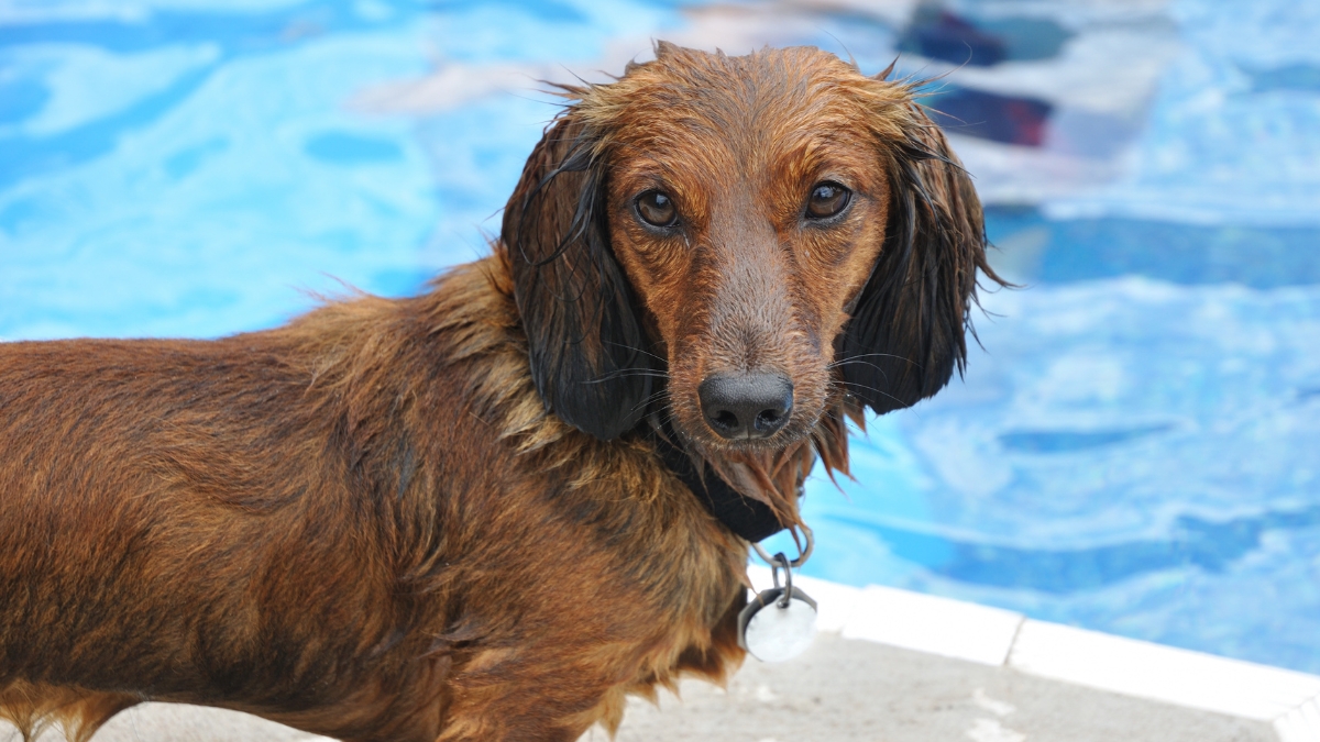 Lifesaving Water Safety Tips for Dachshunds