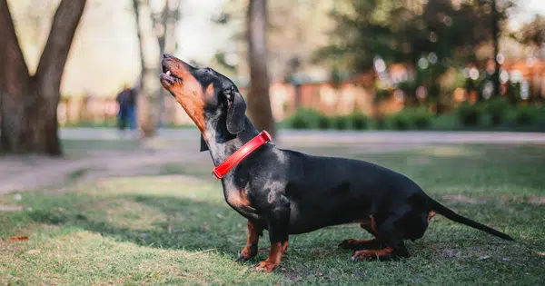 Reasons Why Dachshunds Bark All The Time and How To Stop It Post