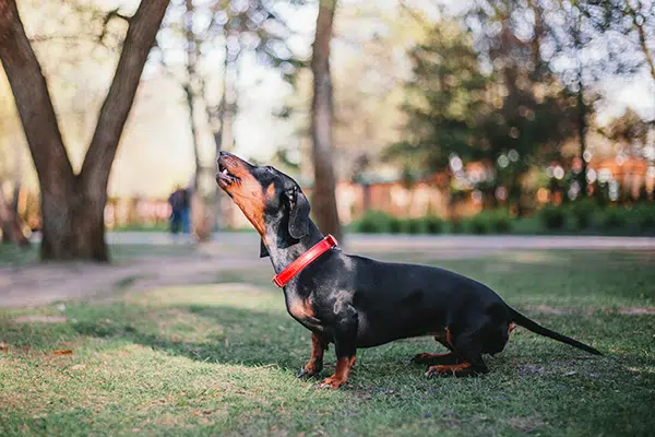Reasons-Why-Dachshunds-Bark-All-The-Time sm Reasons Why Dachshunds Bark All The Time
