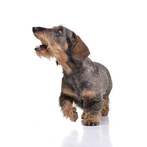 Studio shot of an adorable Dachshund Why Dachshunds Bark All The Time