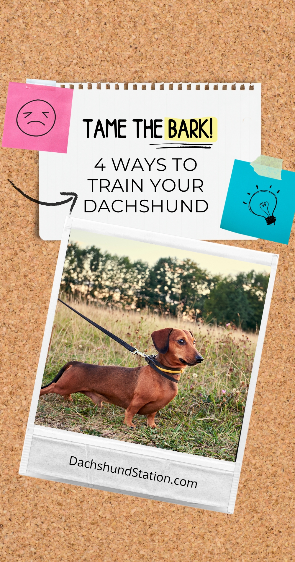 dachshund barking dachshund barking