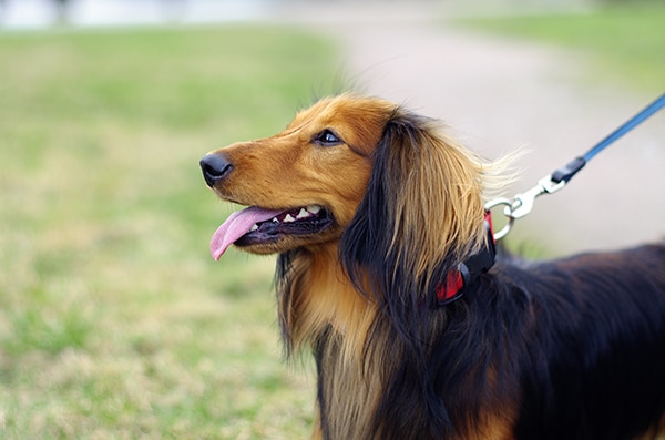 dachshund clothing summer 1_sm dachshund clothes for summer