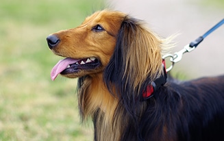 dachshund clothing for summer