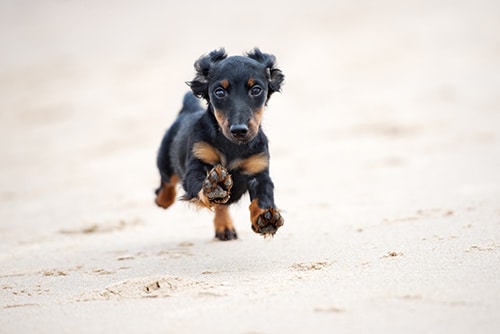 dachshund puppy running on the sand dachshund puppy running on the sand