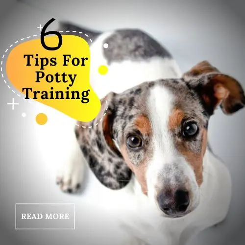 Discover Easy tips for potty training your Dachshund