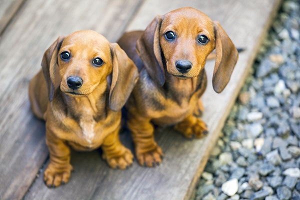 dachshund puppy essentials 1 dachshund puppy essentials