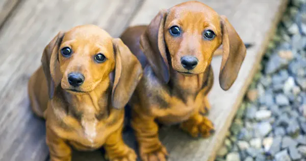 Ultimate list of dachshund puppy essentials