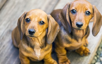 dachshund puppy essentials