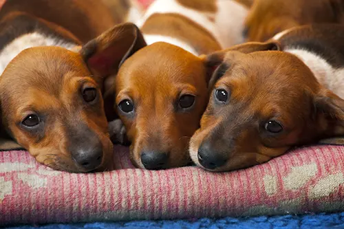 three cute dachshund puppies laying together three cute dachshund puppies laying together