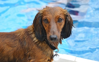 Water Safety Tips For Dachshunds