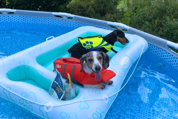 dachshunds wearing lifejackets in a dog float