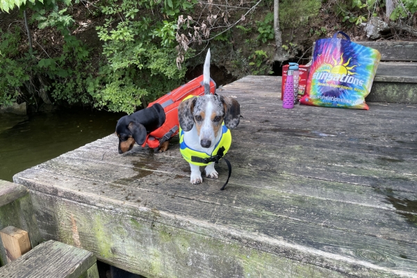 mini dachshunds wearing lifejackets