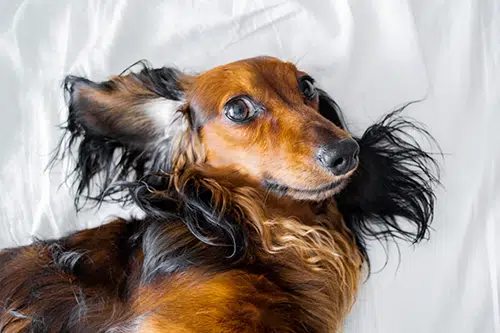 Close up of long-haired Dachshund with upturned ears, lying on a bed. Close up of long-haired Dachshund with upturned ears, lying on a bed.
