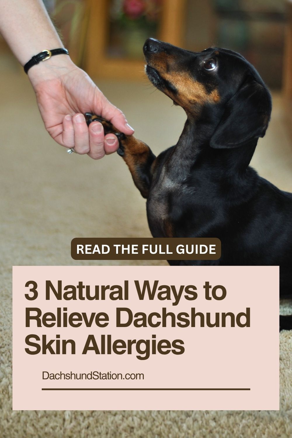 3 Natural Ways to Relieve Dachshund Skin Allergies pin