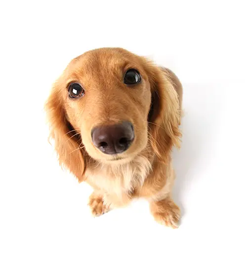 cute blonde long haired dachshund looking at the camera on white background