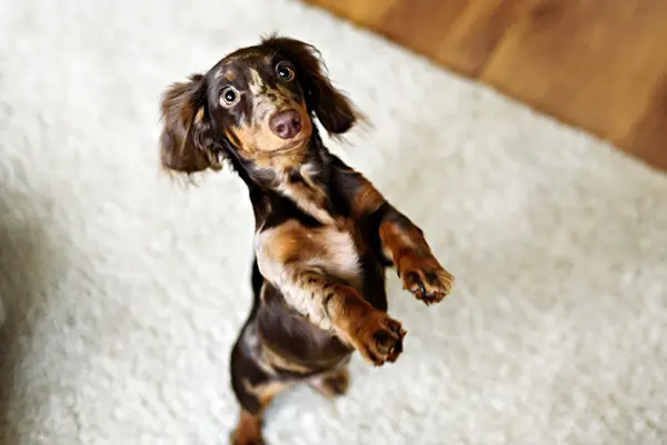 Facts About Dachshunds Facts About Dachshunds